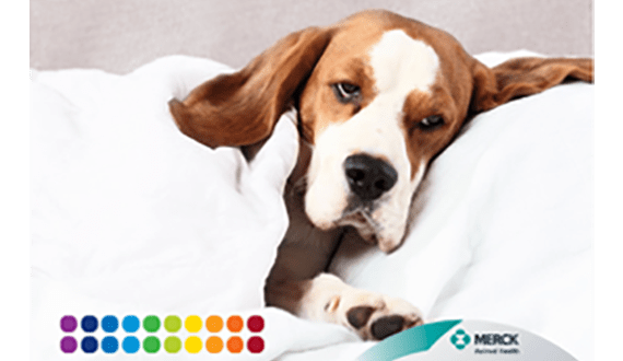 can dogs catch infectious hepatitis