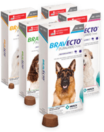 is bravecto safe for older dogs