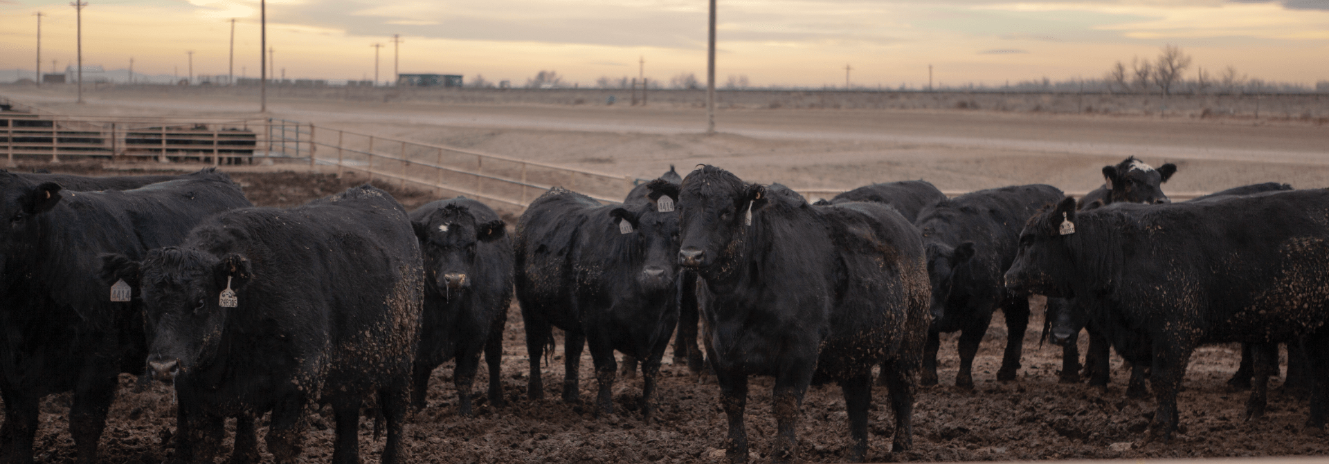 Feedlot | Merck Animal Health USA