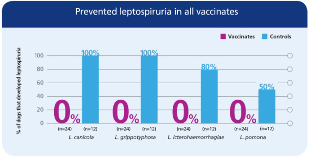 Lepto4 Vaccine | Merck Animal Health USA