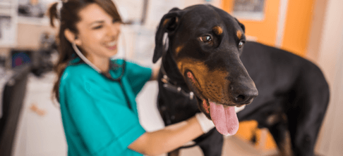 Partner With Nobivac | Merck Animal Health USA