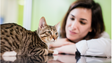 Otitis Externa What You Need to Know: The 3 P's | Merck Animal Health USA