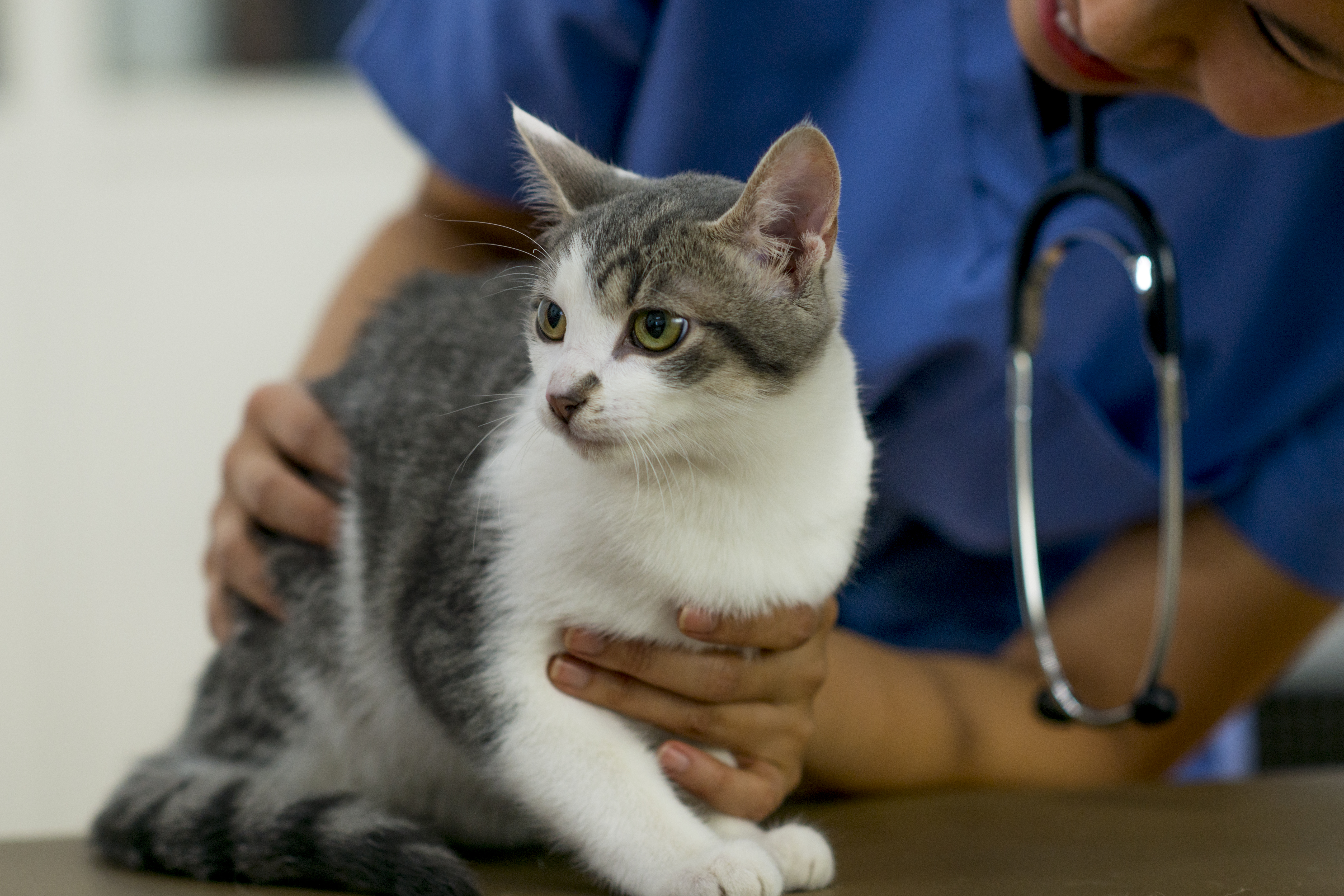 can dogs catch leukemia from cats