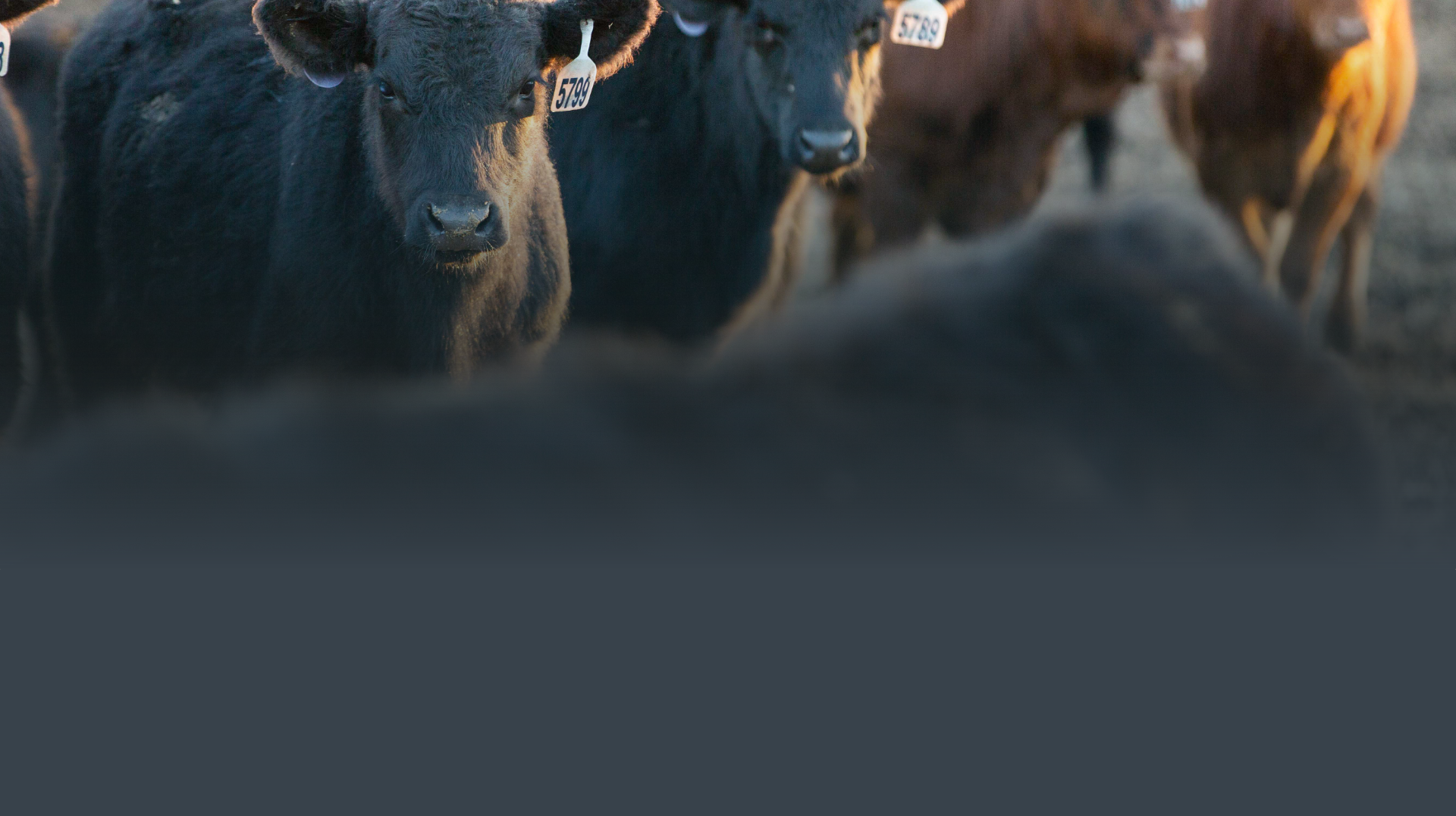 Allflex Livestock Intelligence | Merck Animal Health USA