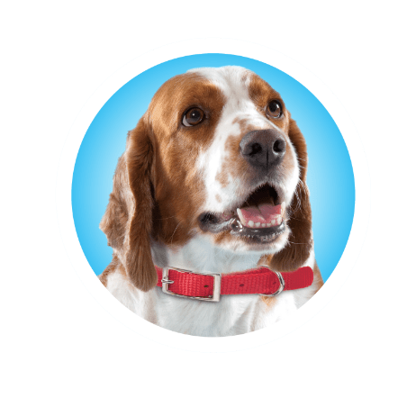Mometamax Otic Suspension | Merck Animal Health USA