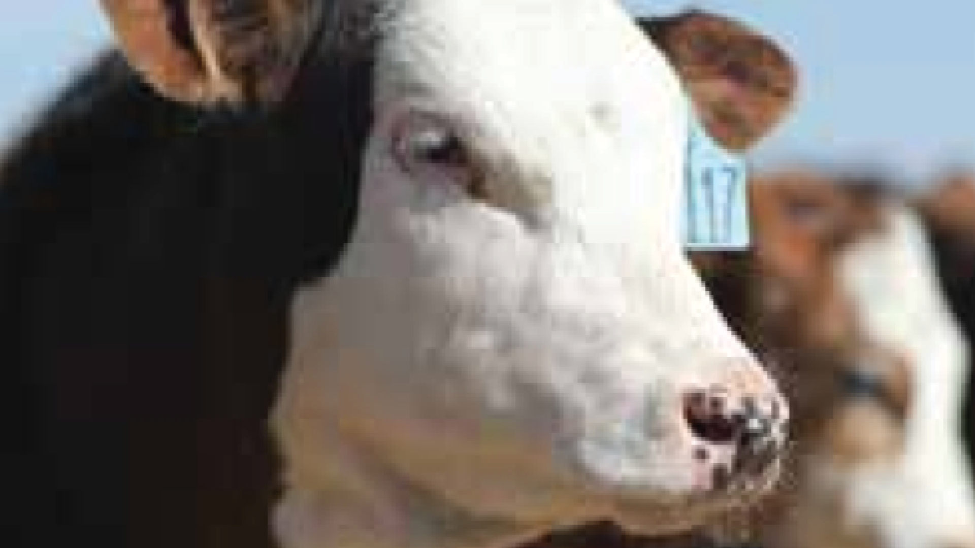 how-to-prevent-brd-in-cattle-merck-animal-health