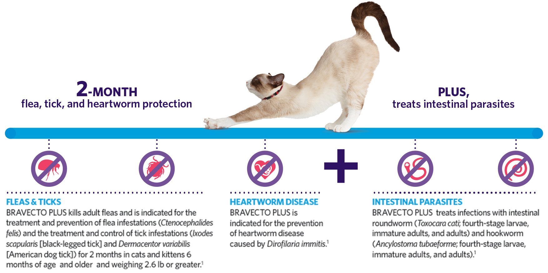 Bravecto cat outlet flea treatment