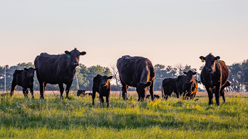 BANAMINE® TRANSDERMAL | Merck Animal Health USA