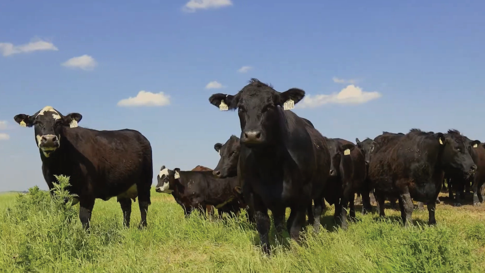 Benefits of Summer Deworming for Cattle | Merck Animal Health