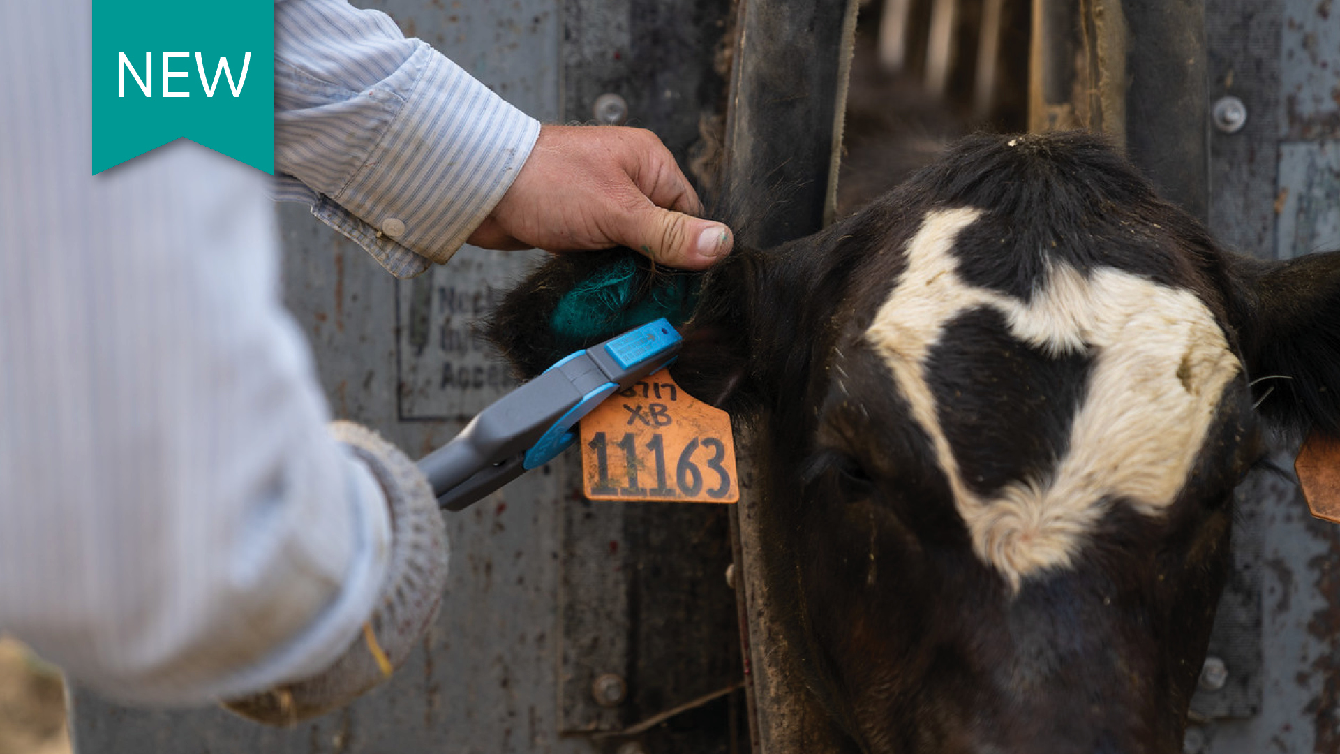 How To Properly Store And Handle Cattle Vaccines