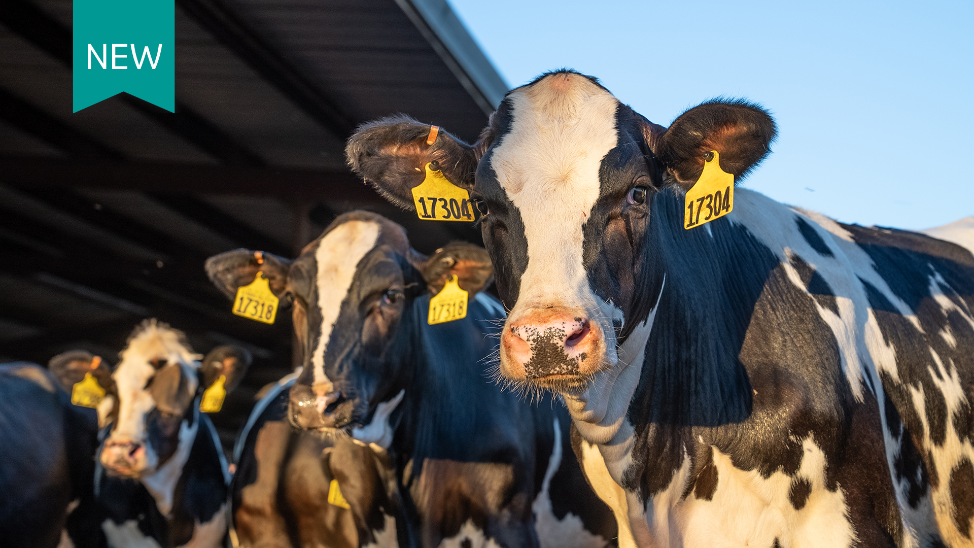 Cattle Insights | Merck Animal Health USA