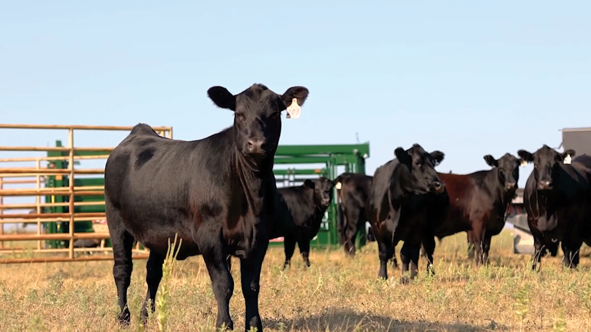 Bovine Respiratory Disease Prevention Best Practices | Merck