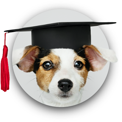 online veterinary continuing education courses