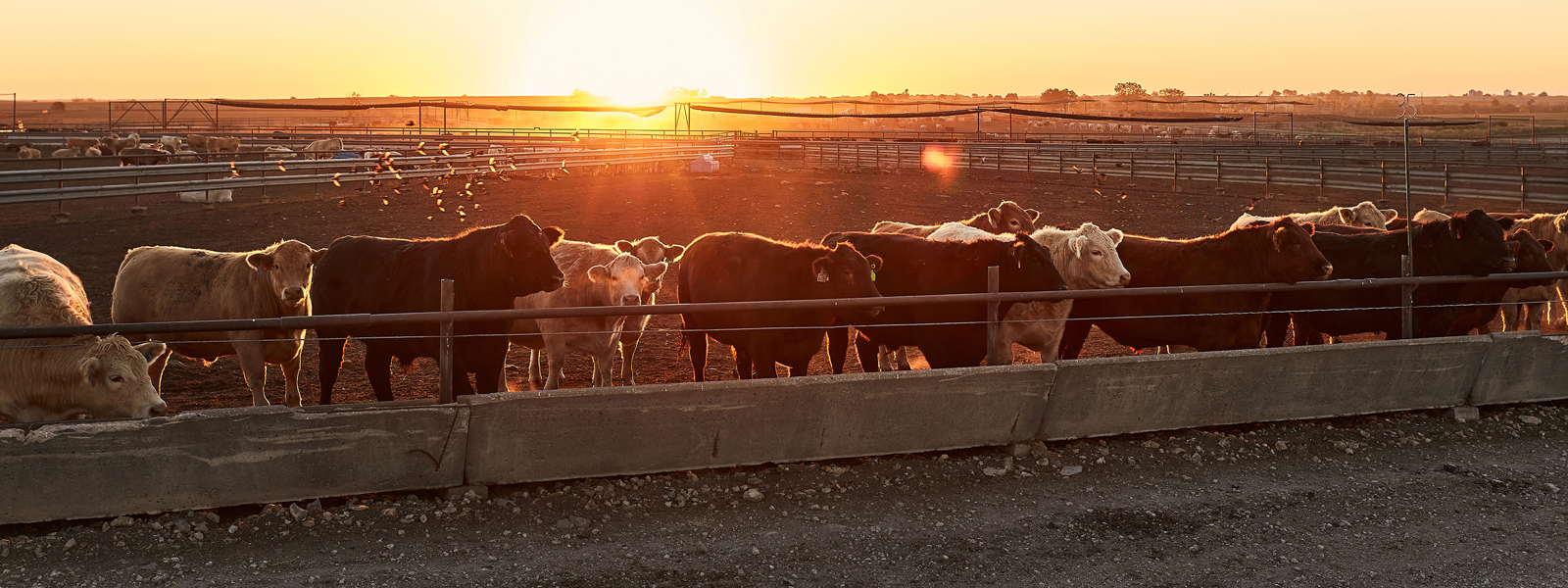 feedlot cows at sunrise