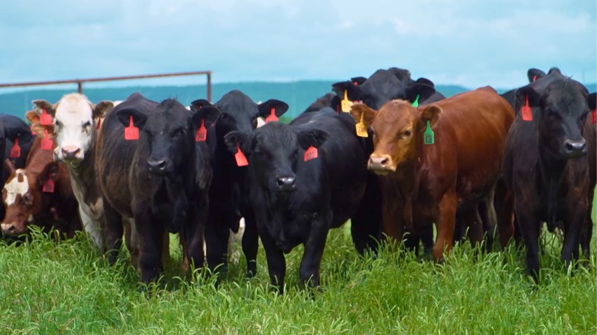 A herd of cattle in a grassy pasture. The cattle have red, yellow and green ear tags.
