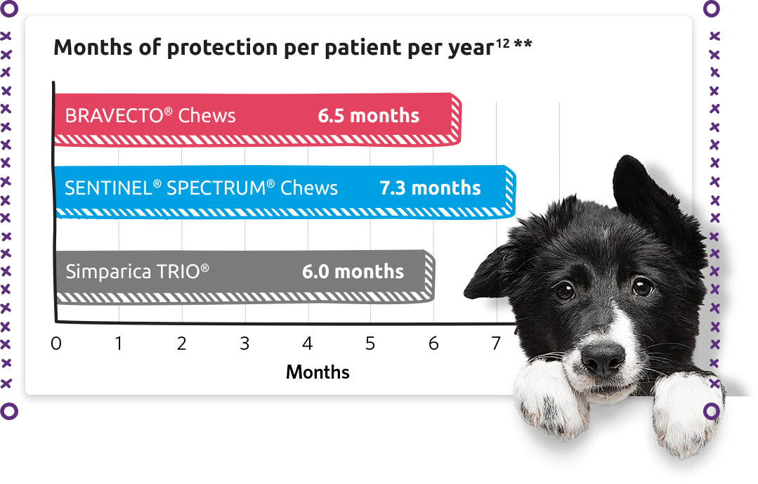 Bravecto Chews and Sentinel Spectrum Chews months of protection per patient per year