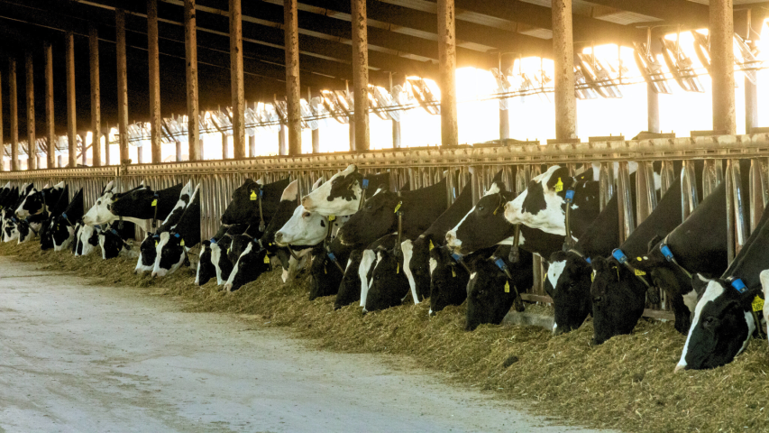 Dairy cattle in a feed bunk.