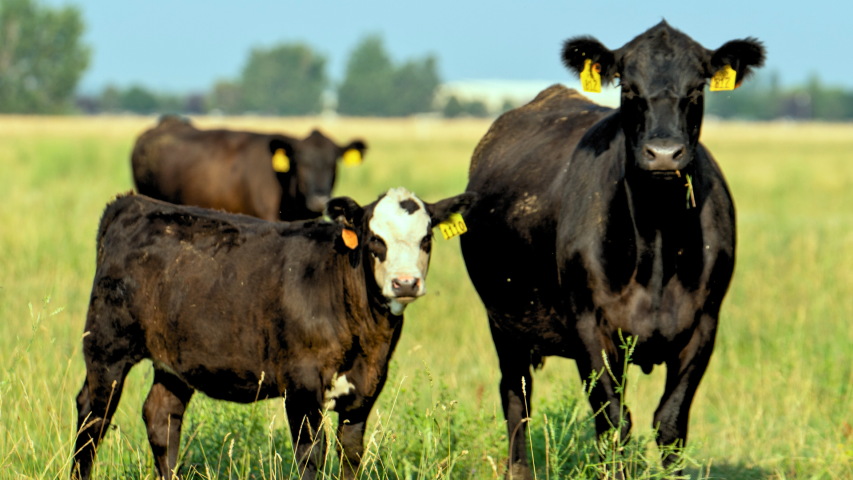 Two calves stand near a cow.