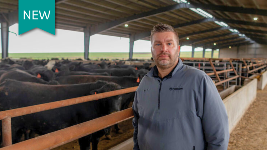 A man stands in front of cattle in a pen.