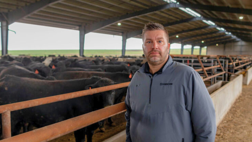 A man stands in front of cattle in a pen.