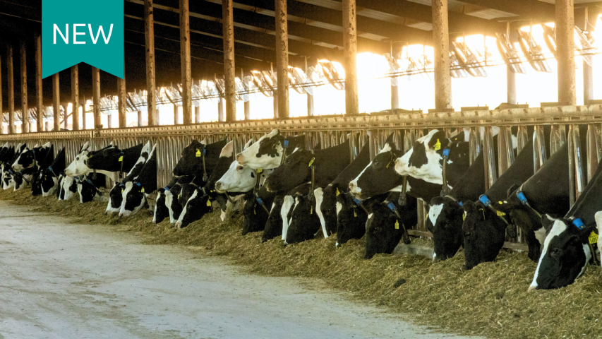 Dairy cattle in a feed bunk.