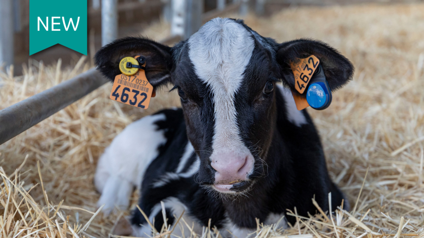 A calf sits in straw. The calf has both regular and EID tags.