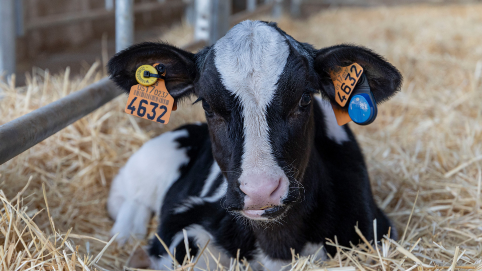 A calf sits in straw. The calf has both regular and EID tags.