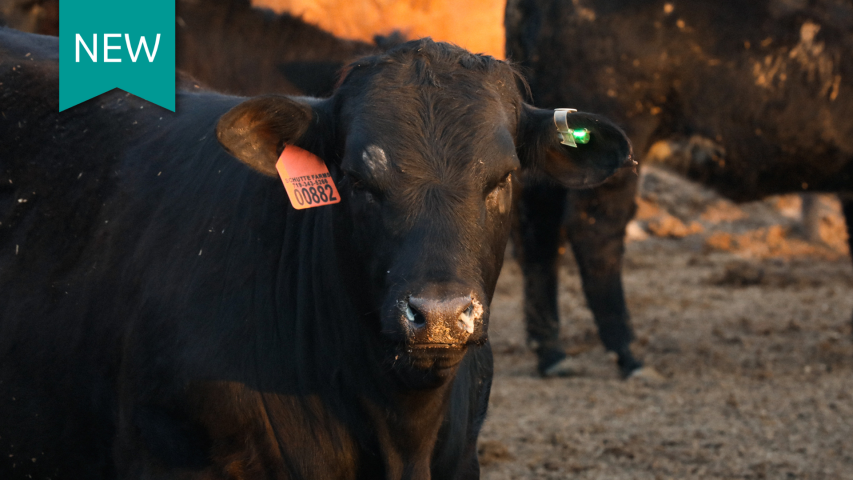 A steer stands in a feedlot with a tag in each ear. One tag is electronic.