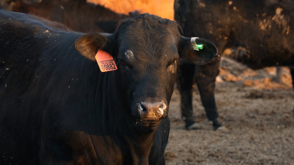 A steer stands in a feedlot with a tag in each ear. One tag is electronic.