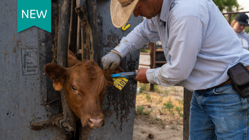 A man tags the ear of a calf.