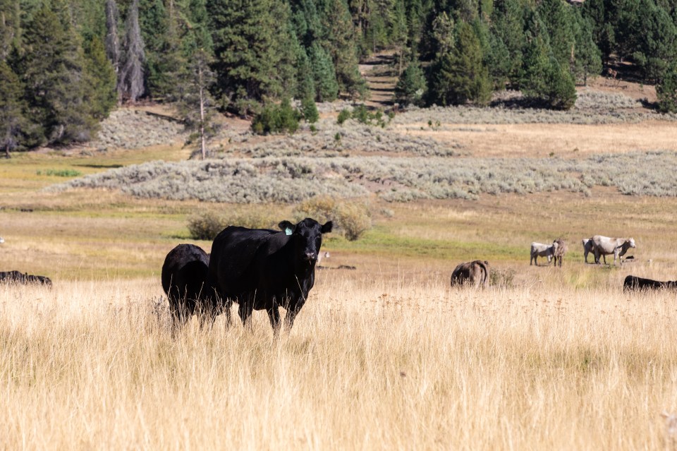 Angus cow in pasture