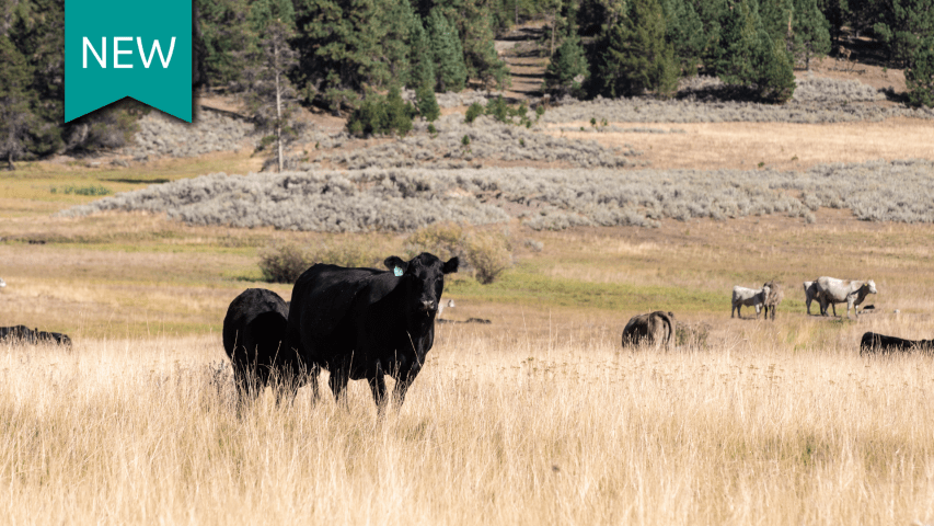 Cow in pasture