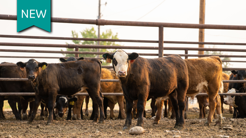 Cattle in pen