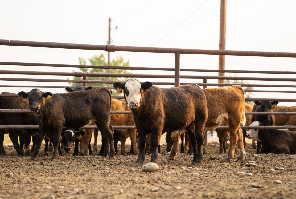 steers standing in a feedlot