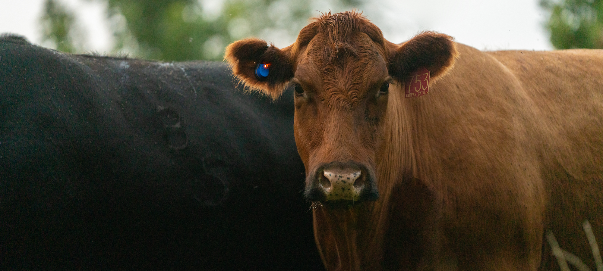 SenseHub Cow Calf Self-Installation | Merck Animal Health USA