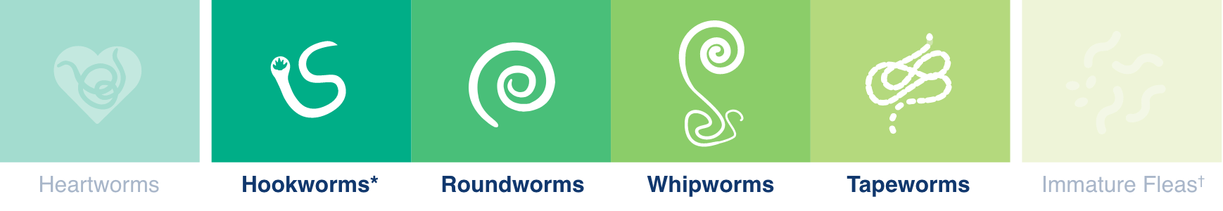 Parasites Hookworms, Roundworms, Whipworms, Tapeworms.
